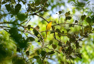 Orange minivet female (Pericrocotus flammeus) bird perched in a tree branch at Sinharaja Forest Reserve