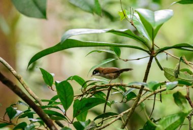 Dark-fronted babbler (Dumetia atriceps) bird perched on a tree branch in the Sinharaja forest reserve. The bird is surrounded by green leaves and a natural habitat