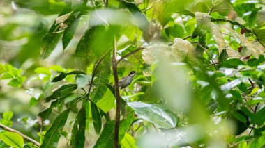 Dark-fronted babbler (Dumetia atriceps) bird perched on a tree branch in the Sinharaja forest reserve. The bird is surrounded by green leaves and a natural habitat