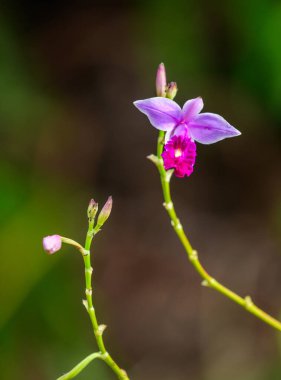 Bamboo orchids (Arundina graminifolia) bloom in the rainforest of Sinharaja Forest Reserve. The orchid stands out against the green natural background