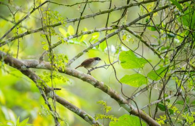 Dark-fronted babbler (Dumetia atriceps) bird perched on a tree branch in the Sinharaja forest reserve. The bird is surrounded by green leaves and a natural habitat