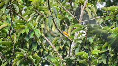 Orange minivet male (Pericrocotus flammeus) bird perched in dense tree canopy at Sinharaja Forest Reserve
