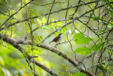 Dark-fronted babbler (Dumetia atriceps) bird perched on a tree branch in the Sinharaja forest reserve. The bird is surrounded by green leaves and a natural habitat