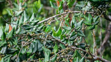 Yellow-fronted barbet is perched on a fruiting tree branch in the Sinharaja Forest Reserve. Surrounded by green leaves and small fruits in the rainforest habitat