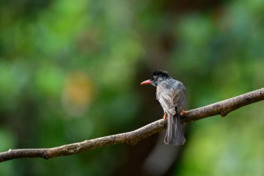 Square-tailed bulbul (Hypsipetes ganeesa) bird perched in a branch against a natural green backdrop in Sinharaja Forest Reserve