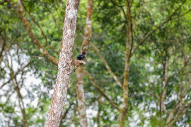 Sri Lanka hill myna or Ceylon myna (Gracula ptilogenys) perch on a tree in the Sinharaja Forest Reserve