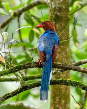 Sri Lanka blue magpie or Ceylon magpie (Urocissa ornata) bird perch on a tree branch at the Sinharaja forest reserve.