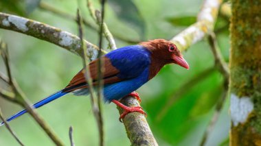 Sri Lanka blue magpie or Ceylon magpie (Urocissa ornata) bird perch on a tree branch at the Sinharaja forest reserve.