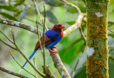 Sri Lanka blue magpie or Ceylon magpie (Urocissa ornata) bird perch on a tree branch at the Sinharaja forest reserve.