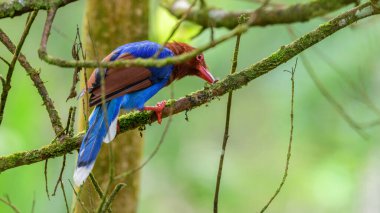 Sri Lanka blue magpie or Ceylon magpie (Urocissa ornata) bird eating a caterpillar on a tree branch at the Sinharaja forest reserve.