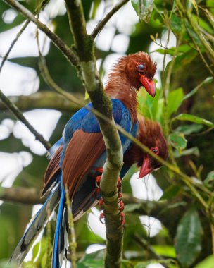 A pair of Sri Lanka blue magpie birds perch on a tree branch at the Sinharaja forest reserve.