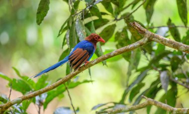 Sri Lanka blue magpie or Ceylon magpie (Urocissa ornata) bird perch on a tree branch at the Sinharaja forest reserve.
