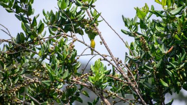 Sarı kaşlı bulbul (Acritillas indica) kuşu Sinharaja Ormanı 'ndaki meyve veren bir ağaç dalına tünedi.