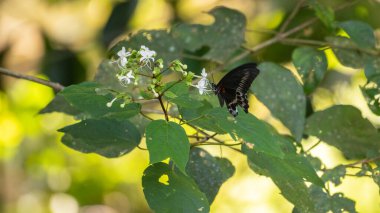 Mavi Mormon kelebeği Sinharaja yağmur ormanlarındaki küçük kır çiçeklerinden nektar içiyor.