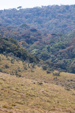 Horton Plains Ulusal Parkı 'nın yüksek yamaçlarında yoğun, çok renkli bir Montan ormanıyla buluşuyor.