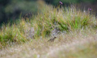 Richard 'ın pipit kuşu, Horton Plains Ulusal Parkı' ndaki doğal yaşam alanındaki rüzgârlı dağ otları arasında tetikte bekliyor.
