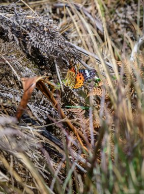Canlı bir kelebek, engebeli dağlık bir yaşam alanında, Horton Plains Ulusal Parkı 'nda, kurak eğreltiotlarının ve karışık otların arasında dinlenir.