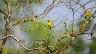 Baya Weaver kuşu, yumuşak, doğal bir yeşillik ve gökyüzü zeminine karşı çırılçıplak dallar ağına tünemiş.