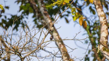 Beyaz popolu munia kuşları çıplak ağaç dallarına tünemiş berrak bir gökyüzüne karşı.