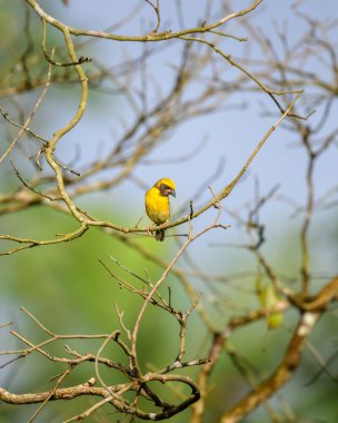 Baya Weaver kuşu, yumuşak, doğal bir yeşillik ve gökyüzü zeminine karşı çırılçıplak dallar ağına tünemiş.