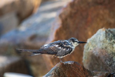 Islak bir deniz kuşu kıyı kayalıklarına tünemiş. Köprüdeki deniz feneri, doğal bir kıyı şeridi ortamında nemli tüylerini sergiliyor.