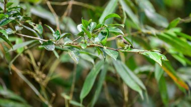 Mor popolu bir güneş kuşu dişi bir ağaç dalına tünemiş..