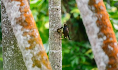 Hindistan cevizi ağaç gövdeleri ve yemyeşil orman habitatı tarafından çerçevelenmiş bir ağaç deliği yuvasından bir Myna kuşu çıkar.