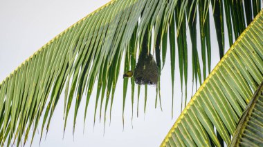 Baya dokumacı kuşu, verimli bir tropikal yaşam alanına ustalıkla örülmüş yuvasını inşa ederken güneşli bir palmiye dalının altında asılı duruyor.
