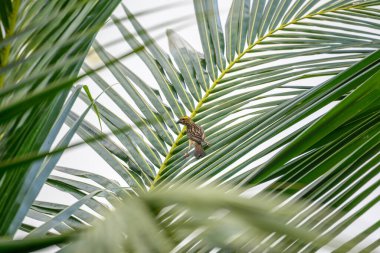 Çok dokumacı bir kuş, canlı tüylerini ve doğal davranışlarını yemyeşil tropikal bir yaşam ortamında sergileyerek, parlak bir hindistan cevizi yaprağına tutunur.