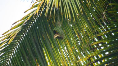 Baya dokumacı kuşu, verimli bir tropikal yaşam alanına ustalıkla örülmüş yuvasını inşa ederken güneşli bir palmiye dalının altında asılı duruyor.