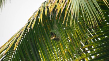 Baya dokumacı kuşu, verimli bir tropikal yaşam alanına ustalıkla örülmüş yuvasını inşa ederken güneşli bir palmiye dalının altında asılı duruyor.