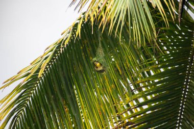 Baya dokumacı kuşu, verimli bir tropikal yaşam alanına ustalıkla örülmüş yuvasını inşa ederken güneşli bir palmiye dalının altında asılı duruyor.