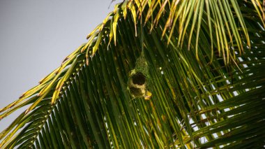 Baya dokumacı kuşu, verimli bir tropikal yaşam alanına ustalıkla örülmüş yuvasını inşa ederken güneşli bir palmiye dalının altında asılı duruyor.