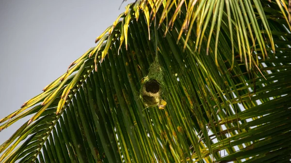 Baya dokumacı kuşu, verimli bir tropikal yaşam alanına ustalıkla örülmüş yuvasını inşa ederken güneşli bir palmiye dalının altında asılı duruyor.
