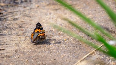 Hint Kızıl Amirali (Vanessa indica) Kelebek kumlu zeminde uzanır. Bir Montan otlağı patikası boyunca serin bir dağlık alanda.