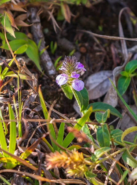 Rostellularia Procumbens 'in (Justicia Notha) mor çiçekleri Horton Plains' in serin güneşli topraklarının Montan çayır tabanından yükselir.