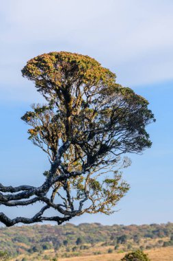 Rüzgârla yontulmuş Calophyllum Walkeri ağacı Horton Plains Ulusal Parkı 'nın yüksek rakımlı bulutlu otlağında açık bir gökyüzüne karşı duruyor..