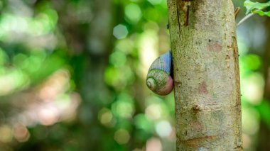 Rengarenk ağaçlarda yaşayan Anka Kuşu Acavus, nemli tropikal bir ormandaki bir ağaç gövdesine tutunarak yumuşak yeşil bir bokeh arka planına tutunur.