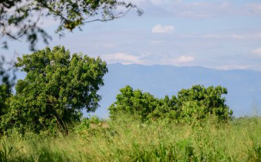 Otlak arazisi, yemyeşil yapraklar ve uzak bir dağ sırası olan uzun ağaçlarla. Udawalawe Ulusal Parkı 'nın doğal manzarası