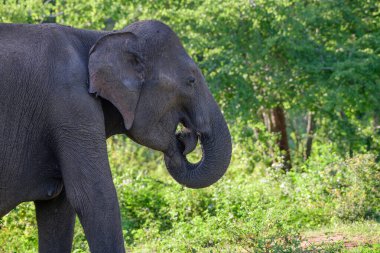 Sri Lanka fili yemyeşil ormanların arasında sakince beslenir ve Udawalawe Ulusal Parkı 'nın tropikal kurak bölge habitatında bitki örtüsünü temizler.