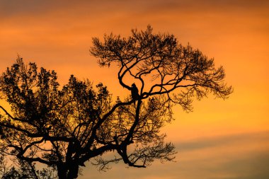 Şahin-Kartal silueti güneş doğarken Yala Ulusal Parkı 'nın üzerinde bir ağaca tünemişti.