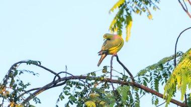 Turuncu göğüslü yeşil bir güvercin, Sri Lanka 'daki Yala Ulusal Parkı' ndaki yapraklı bir ağaç dalına tünemiş.