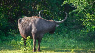 Yala Ulusal Parkı, Sri Lanka 'da yoğun yeşil ormanlarla çevrili geniş eğri boynuzları olan vahşi bir Asya su bufalosu açık çayırlarda duruyor.