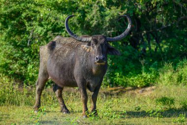 Yala Ulusal Parkı, Sri Lanka 'da yoğun yeşil ormanlarla çevrili geniş eğri boynuzları olan vahşi bir Asya su bufalosu açık çayırlarda duruyor.