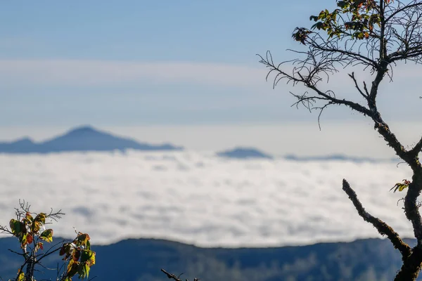 Bulutlar denizi, Nuwara Eliya, Sri Lanka 'da açık mavi gökyüzünün altındaki dağları ormanlaştırdı.