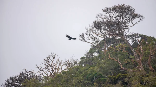 Sri Lanka 'daki Horton Plains Ulusal Parkı' nın sisli bulutlu orman tepe örtüsünün üzerinde bir kara kartal süzülüyor.