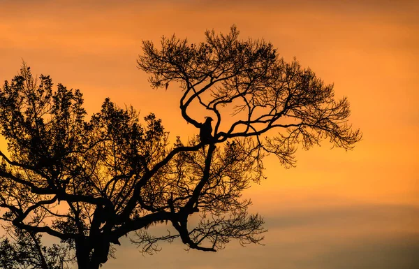 Şahin-Kartal silueti güneş doğarken Yala Ulusal Parkı 'nın üzerinde bir ağaca tünemişti.