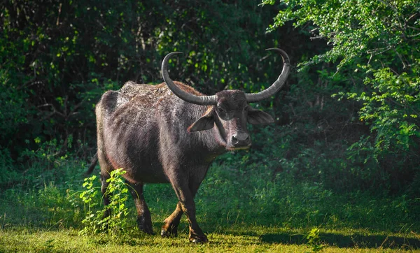 Yala Ulusal Parkı, Sri Lanka 'da yoğun yeşil ormanlarla çevrili geniş eğri boynuzları olan vahşi bir Asya su bufalosu açık çayırlarda duruyor.