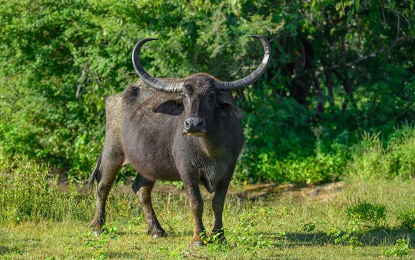 Yala Ulusal Parkı, Sri Lanka 'da yoğun yeşil ormanlarla çevrili geniş eğri boynuzları olan vahşi bir Asya su bufalosu açık çayırlarda duruyor.