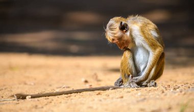 Sri Lankalı bir maymun, Sri Lanka 'daki Yala Ulusal Parkı' nın yumuşak doğal ışığında bulanık bir orman zeminine karşı kumlu zeminde oturuyor.